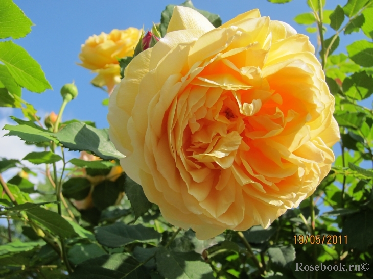 Golden Celebration®
