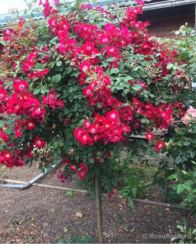 Rouge Meillandecor