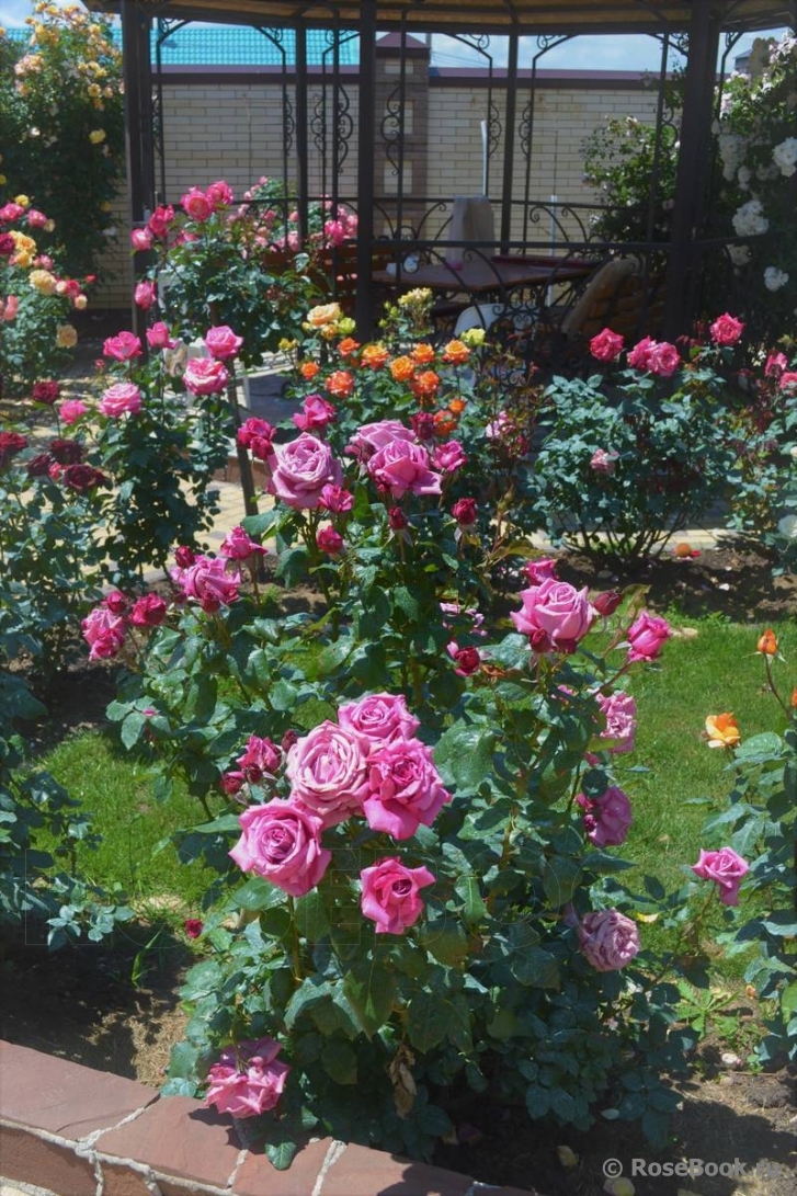 Claude Brasseur