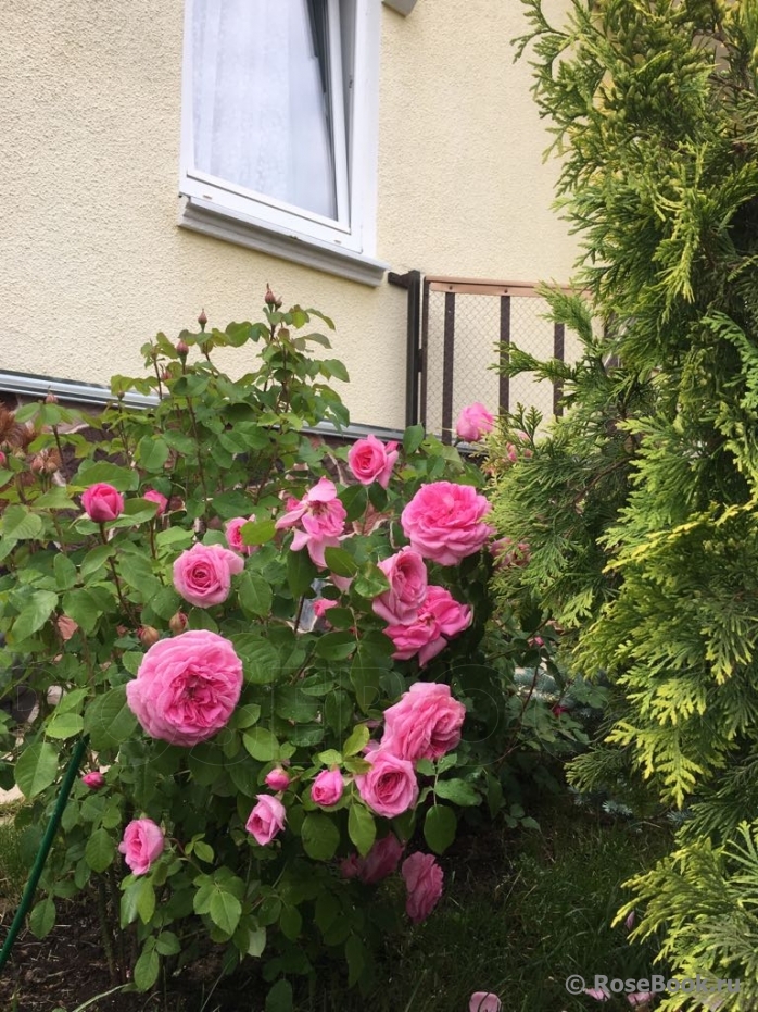 Gertrude Jekyll