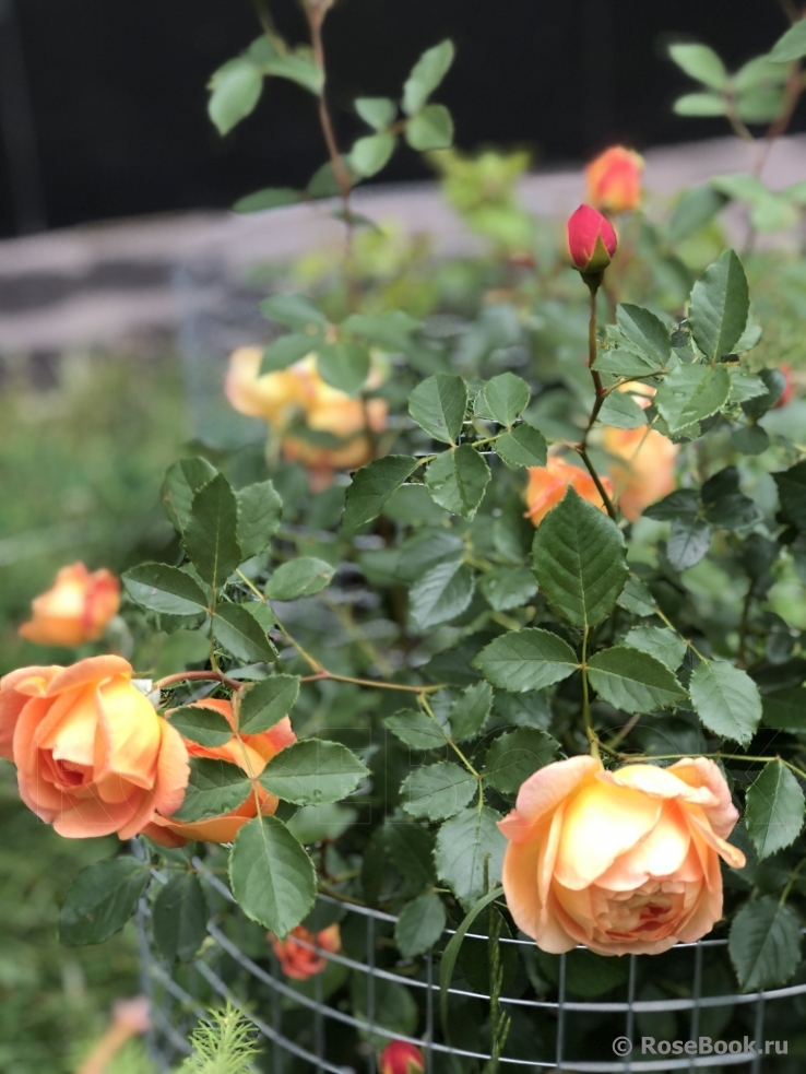 Lady of Shalott 