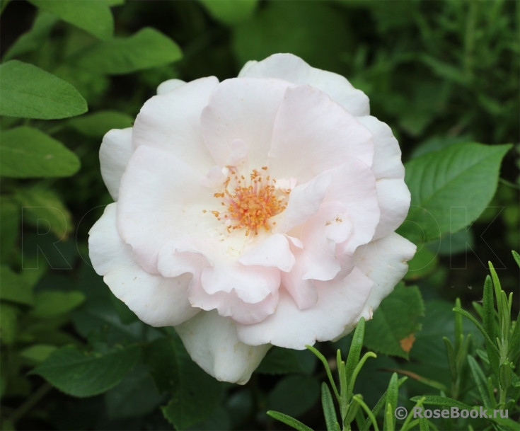 A Whiter Shade Of Pale