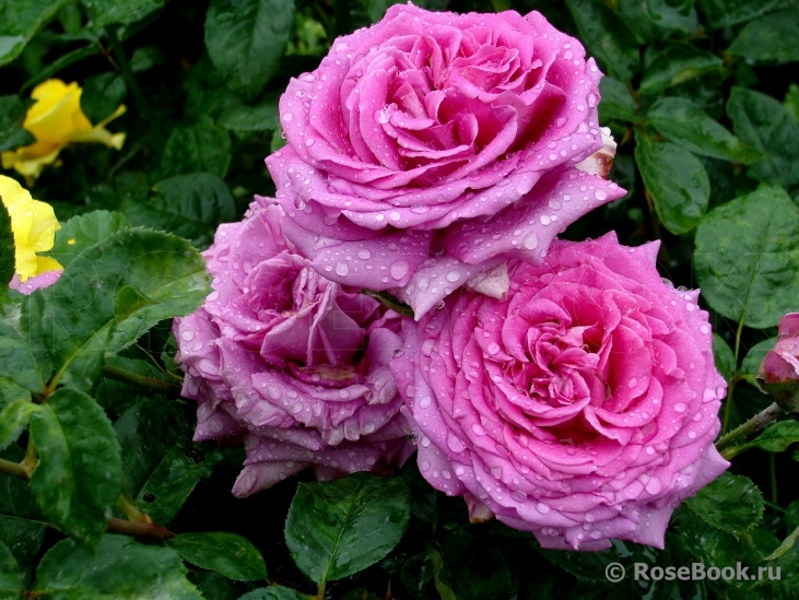 Very fragrant shrub rose 'Chartreuse de Parme' with deep pink 'Leonardo da Vinci