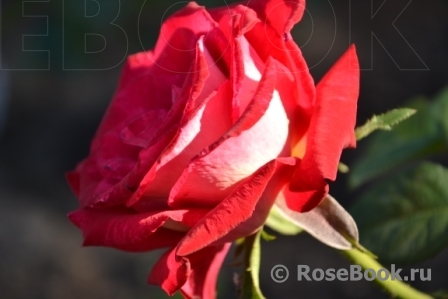 Bicolette
