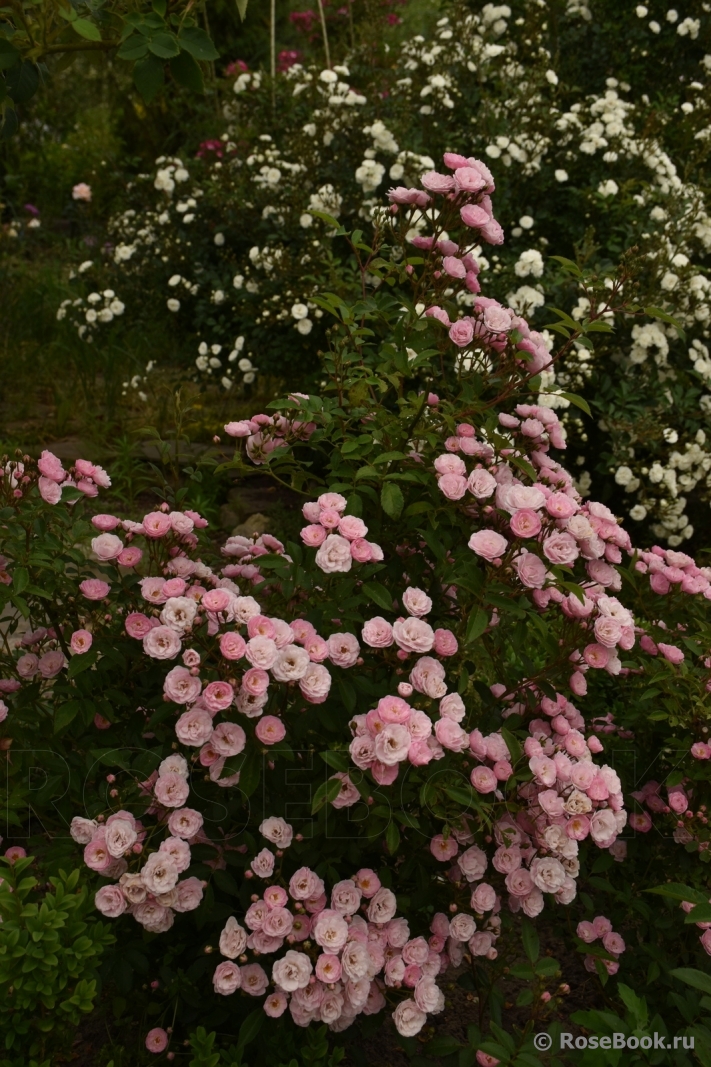 Heavenly Pink