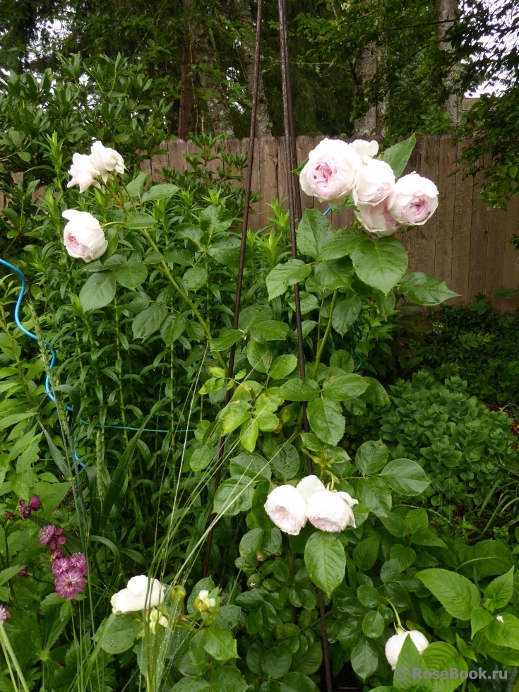 Herzogin Christiana ®