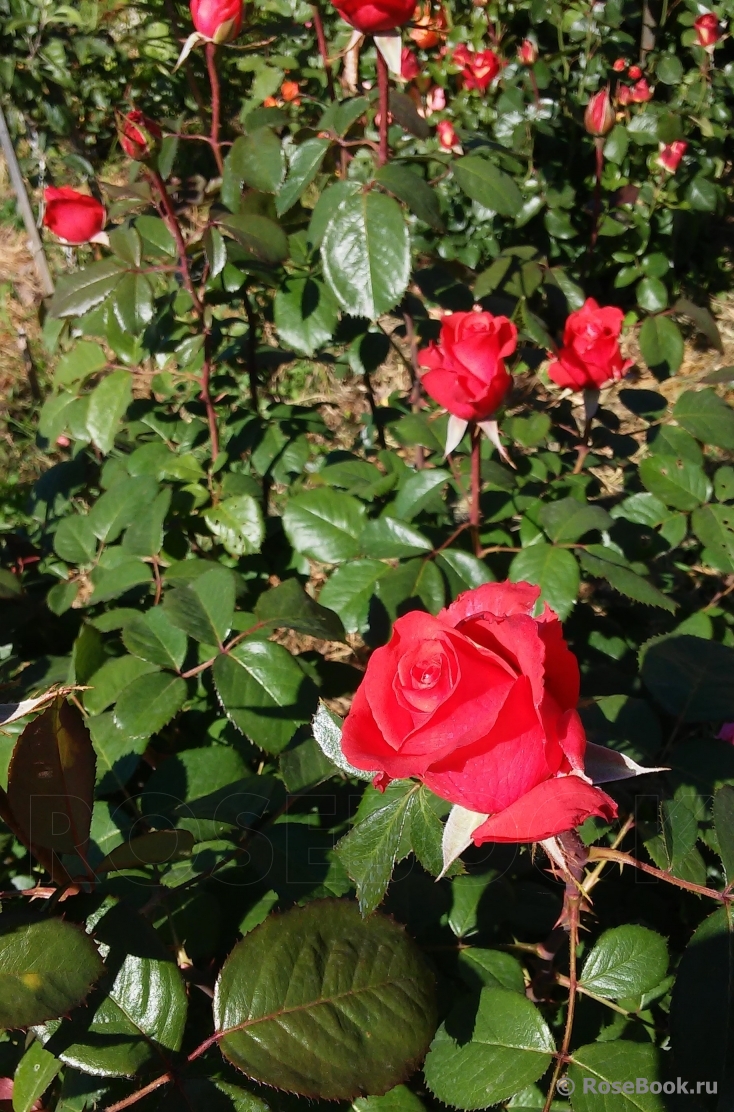 Red Magic