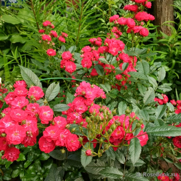 Red Cascade