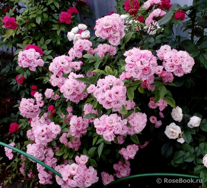 Heavenly Pink
