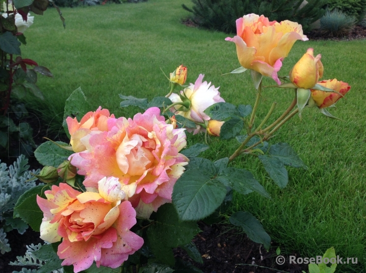 Rose des Cisterciens 