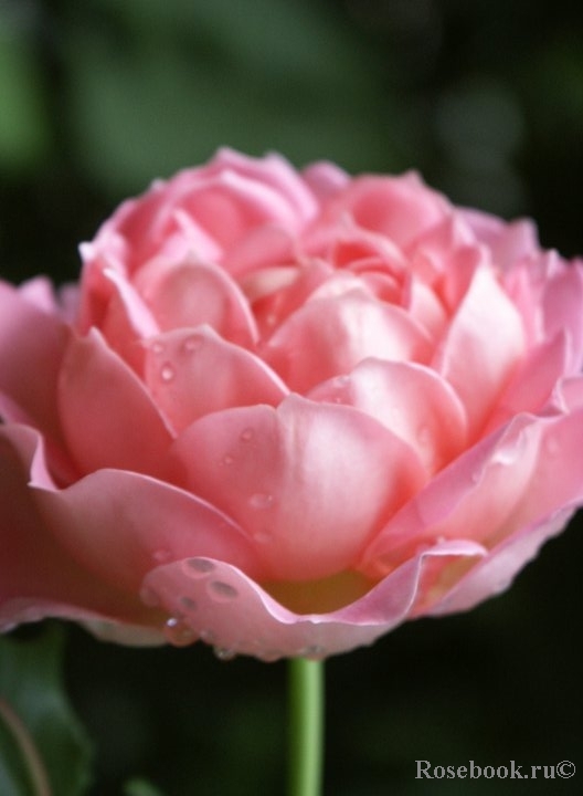 Jubilee Celebration®
