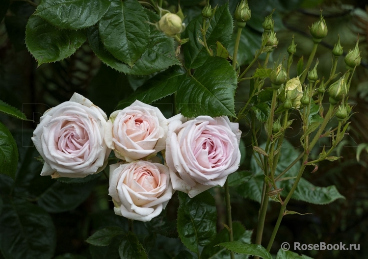 Madame Anisette ®
