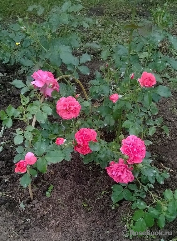 Rosarium Uetersen