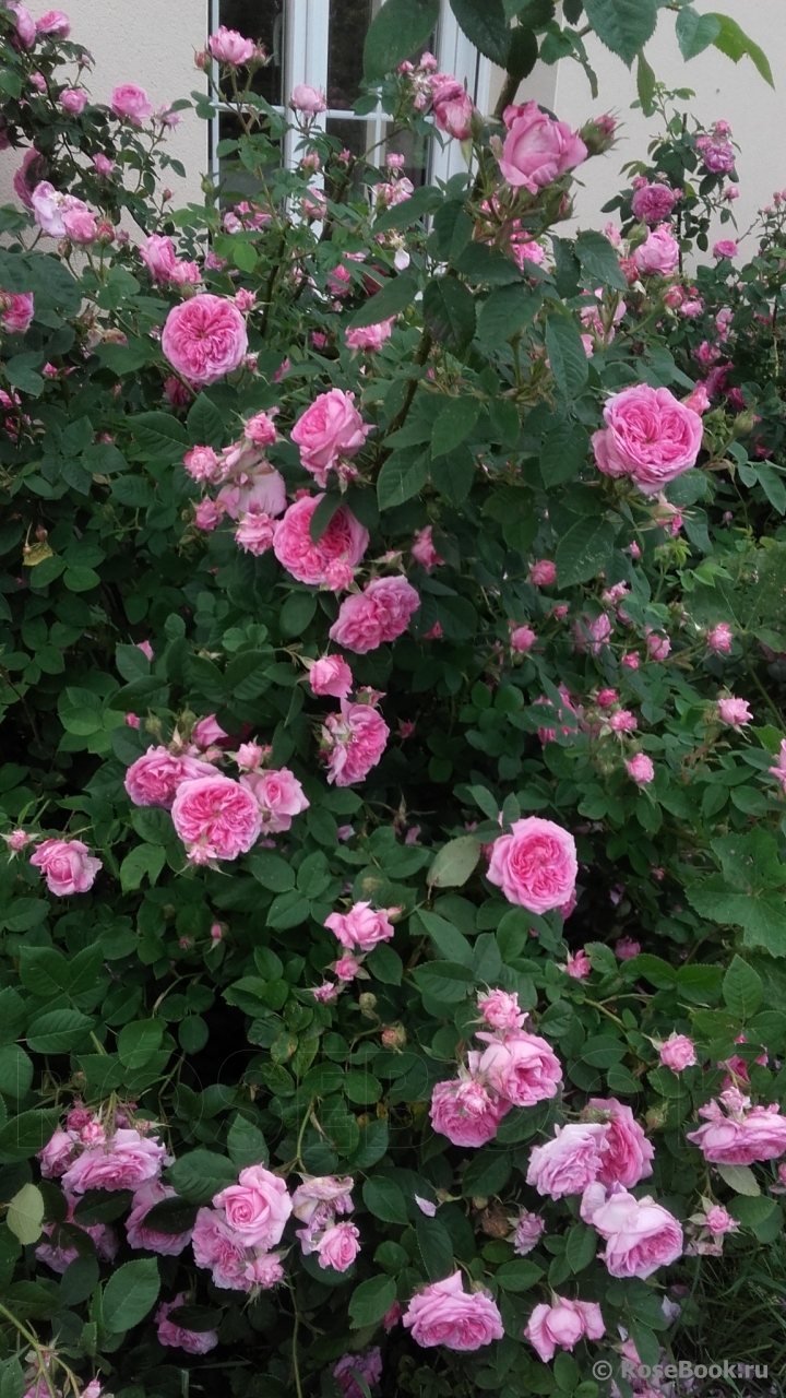 Rose de Montmeillant