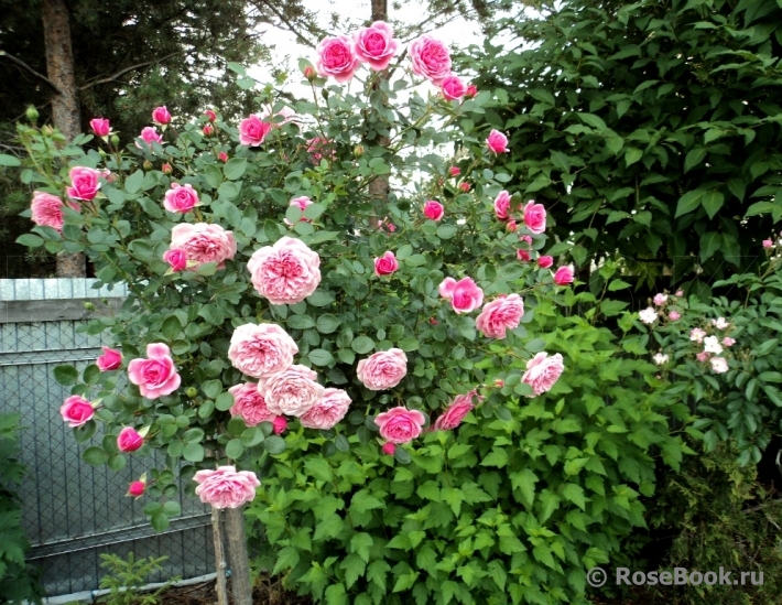 Starlet®-Rose Eva®