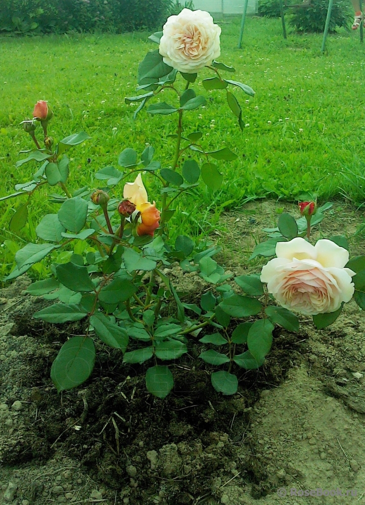 A Shropshire Lad
