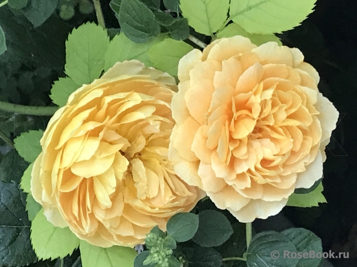 Golden Celebration®