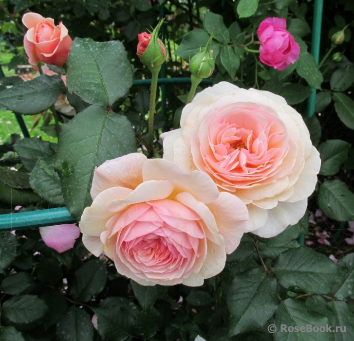 A Shropshire Lad