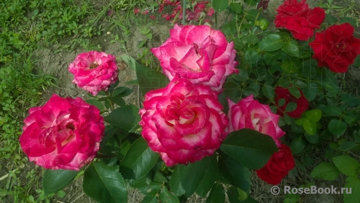 Rose Gaujard  