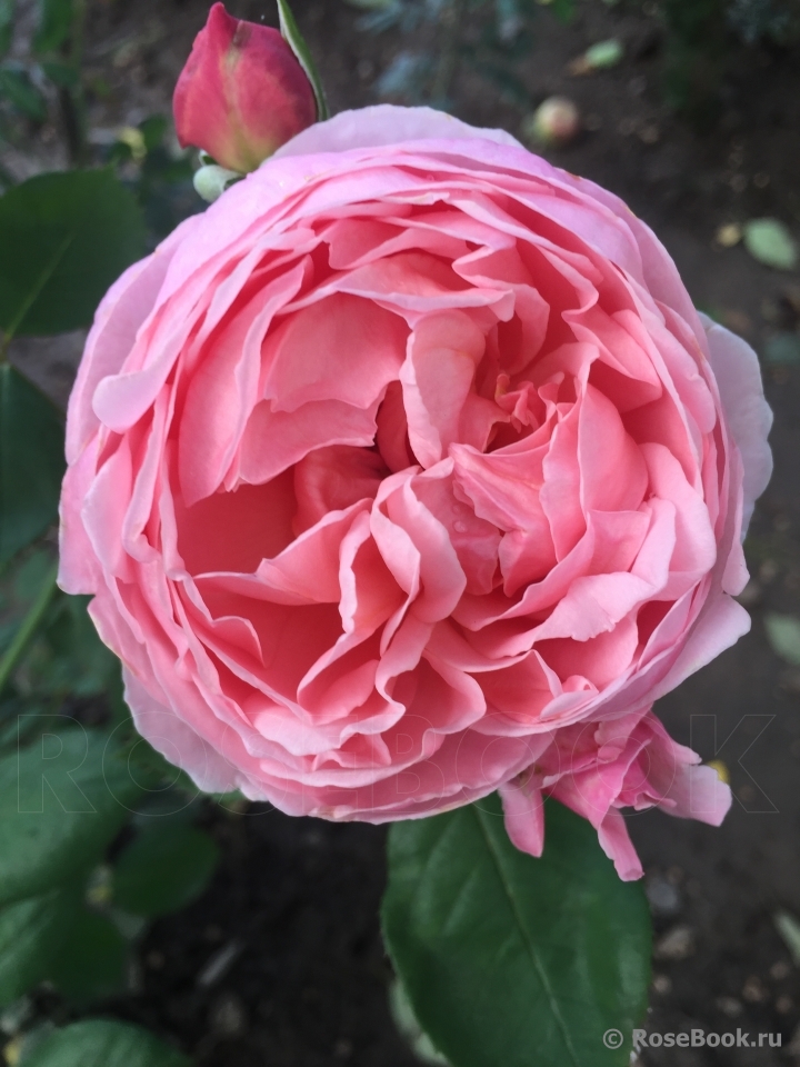 Brother Cadfael