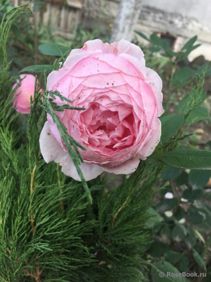 Brother Cadfael