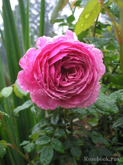 Wisley