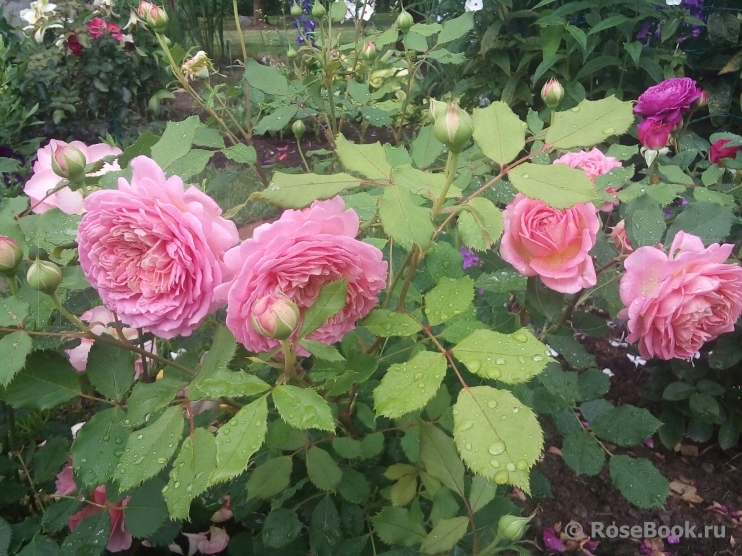 Jubilee Celebration®