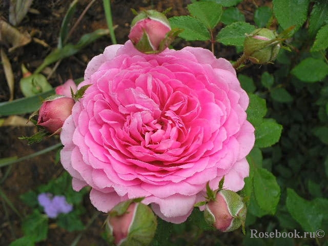 Wisley