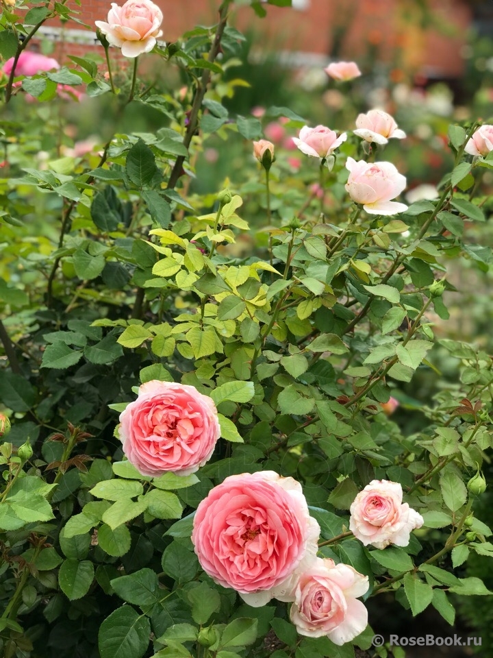 Abraham Darby