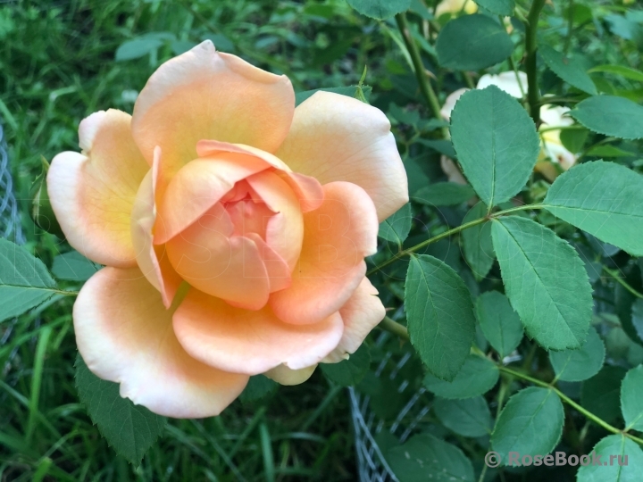 Lady of Shalott 