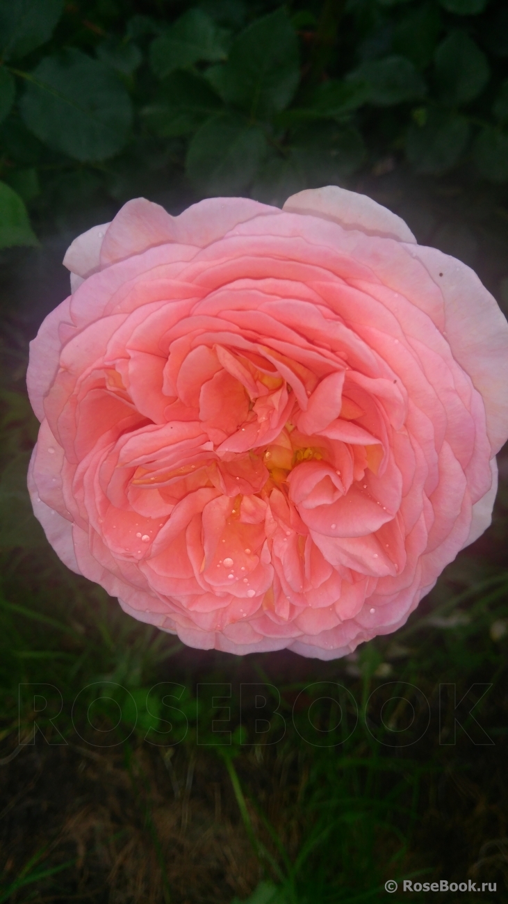 Jubilee Celebration®
