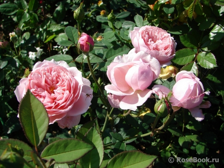 The Alnwick Rose
