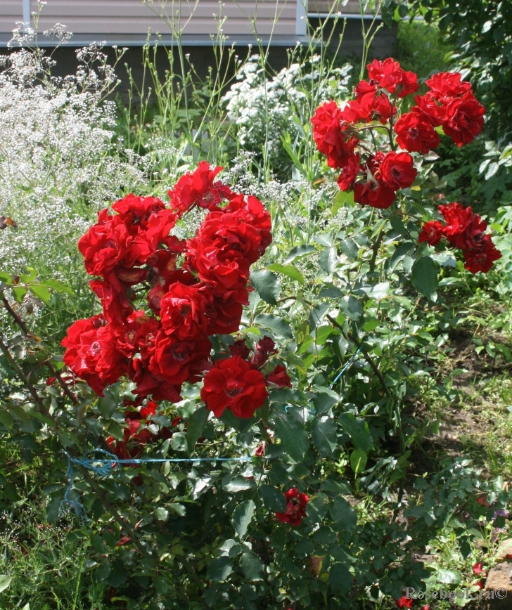 Roter Korsar 