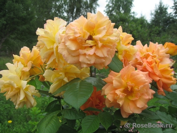 Goldelse