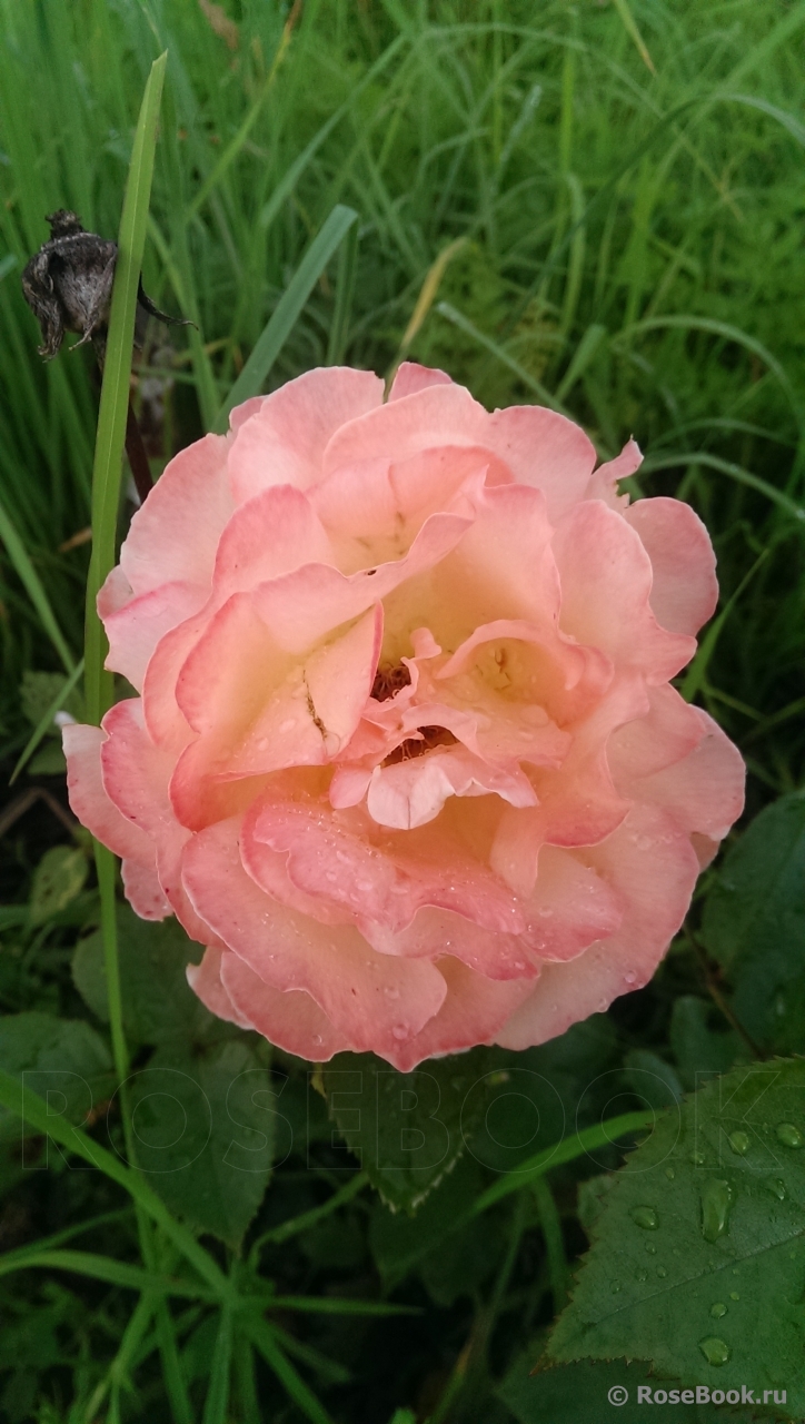 Rosemary Harkness 
