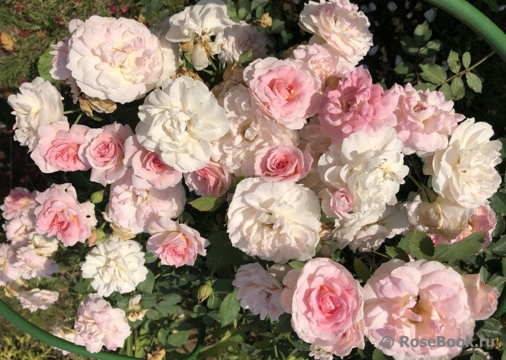 Morden Blush