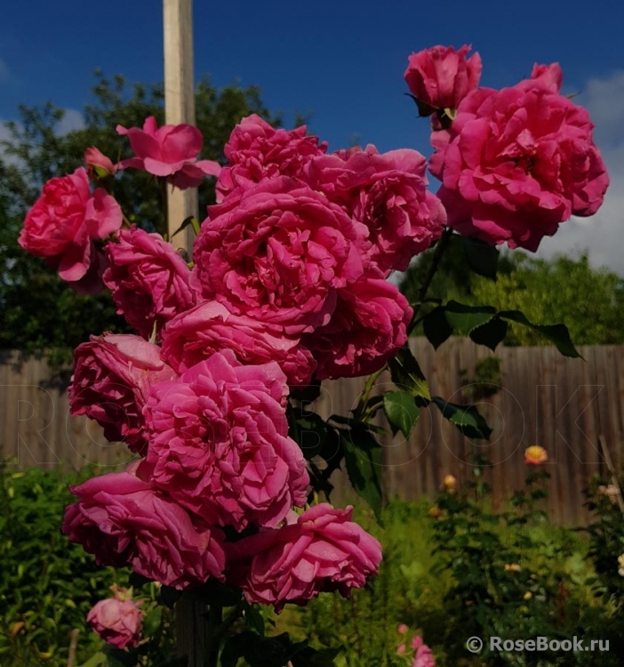 Decor Rose