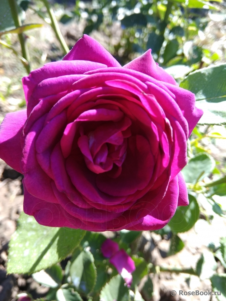 Parfum de Reve