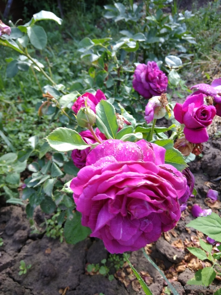 Parfum de Reve