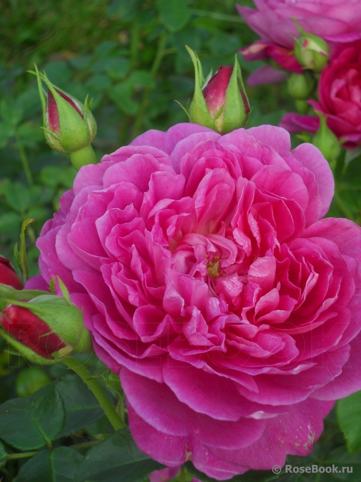 Princess Anne 