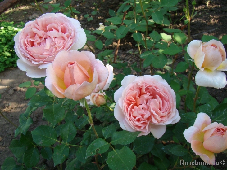 Abraham Darby