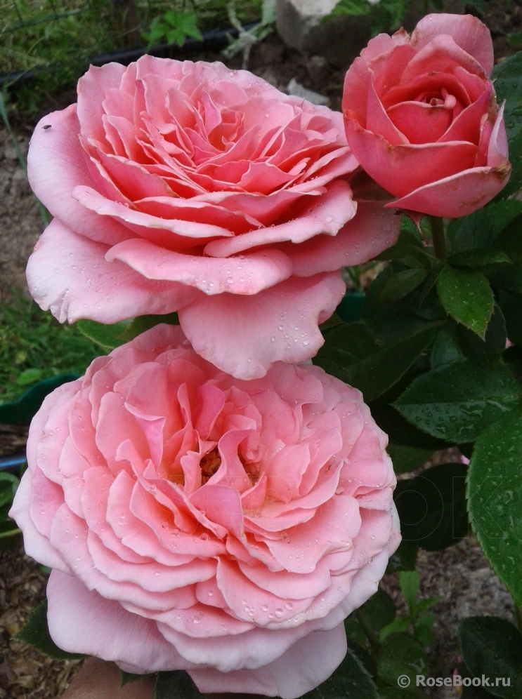 Tickled Pink
