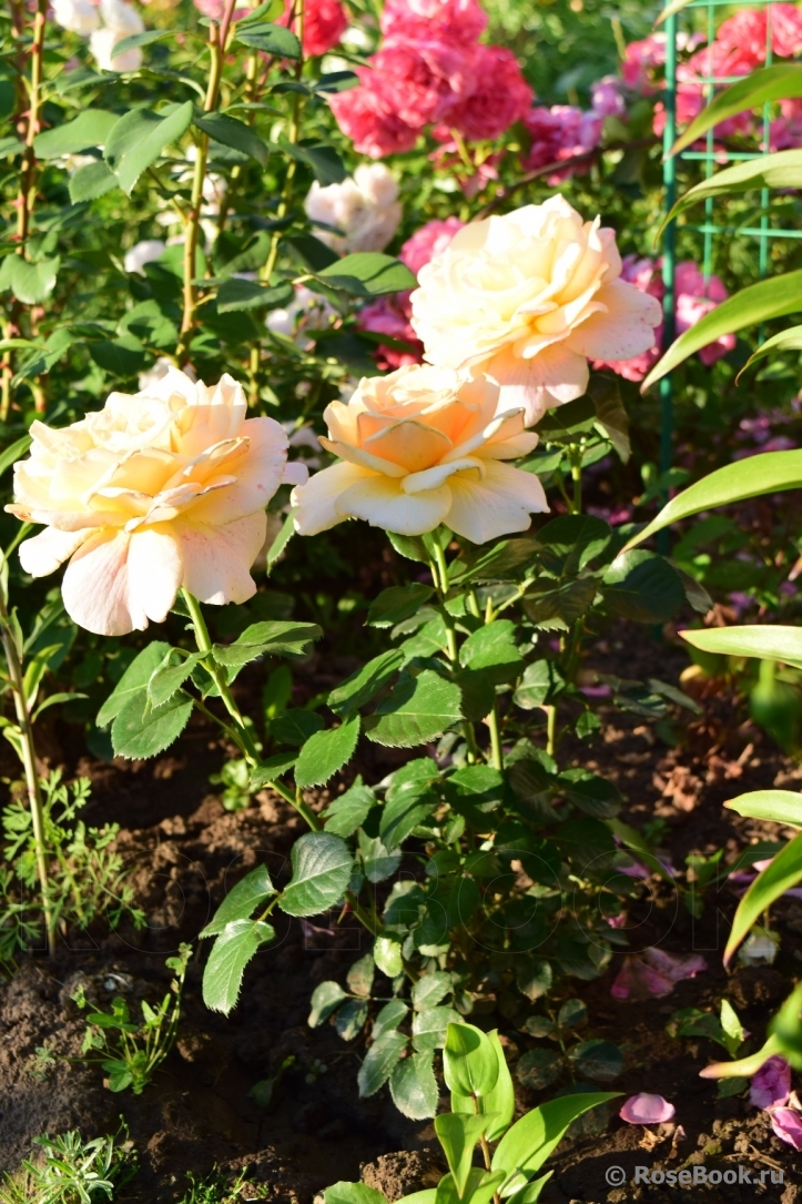 Debbie Phillips Rose
