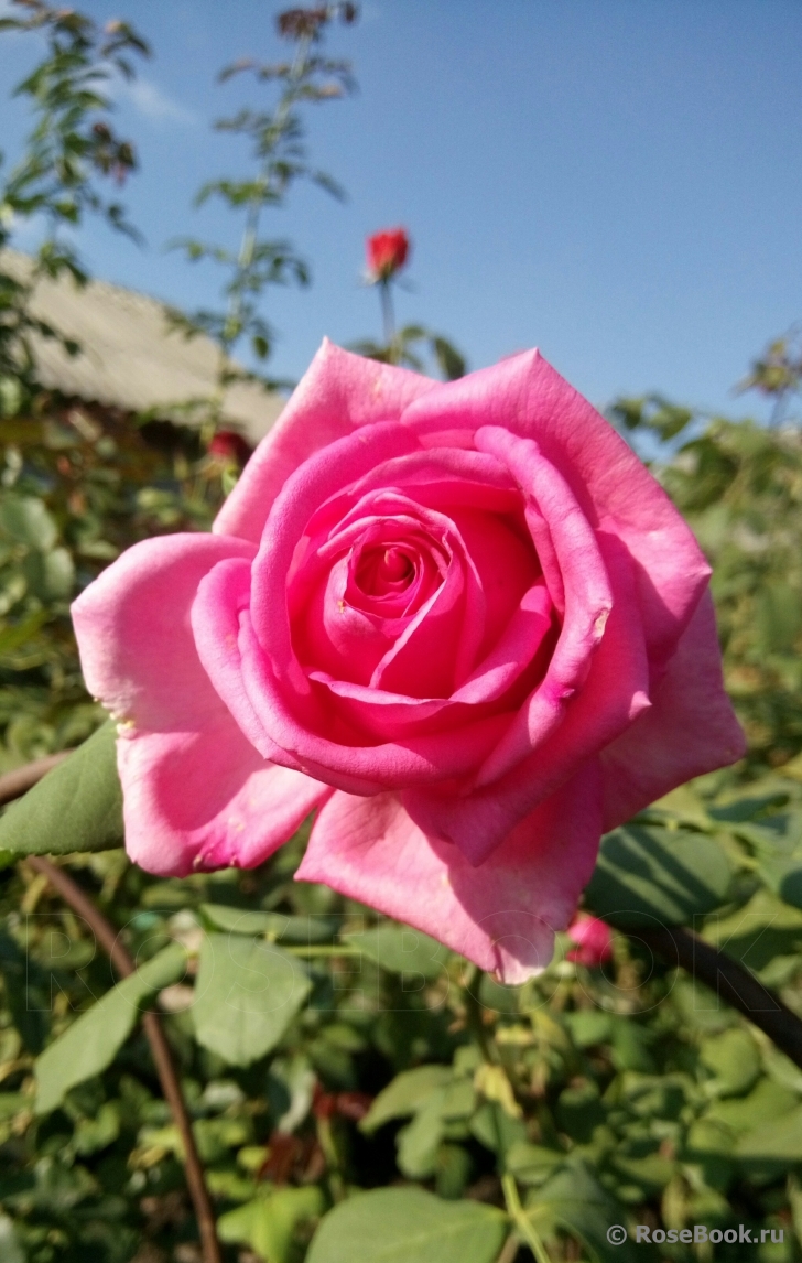 Duftrausch