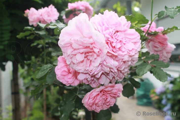 Uetersens Rosenprinzessin ®