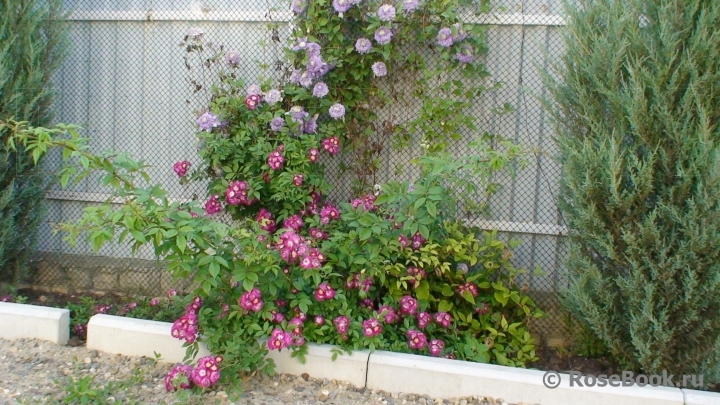 Perennial Blue