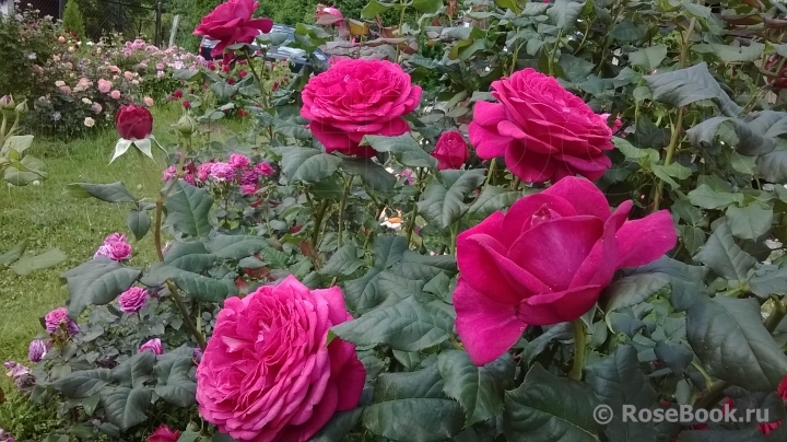 Johann Wolfgang von Goethe Rose®