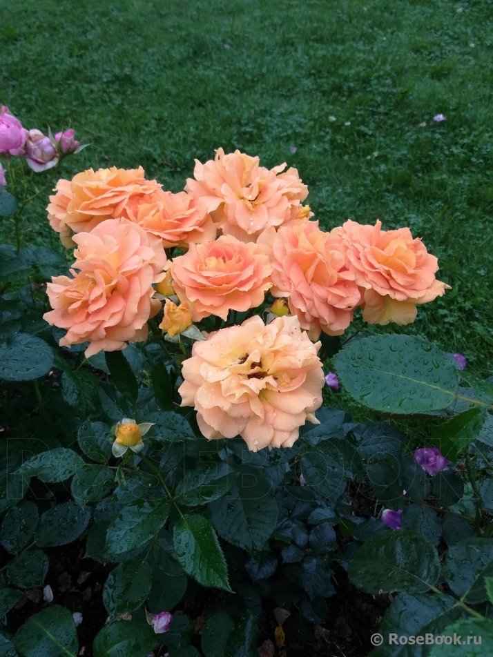Goldelse