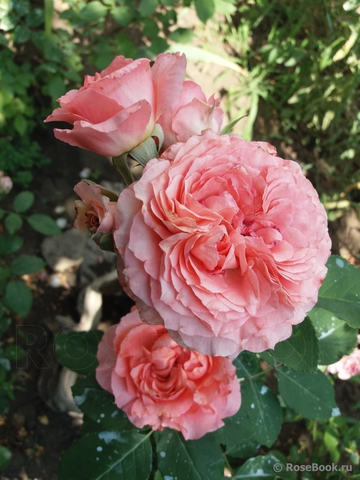Rose Corona