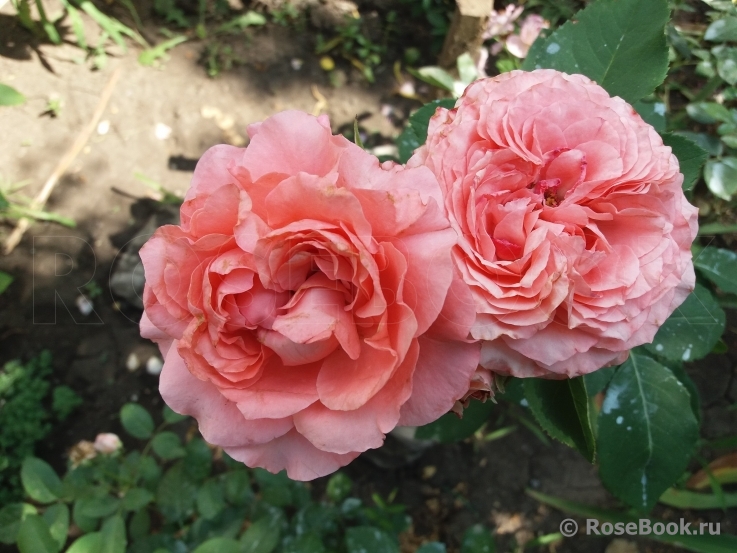 Rose Corona